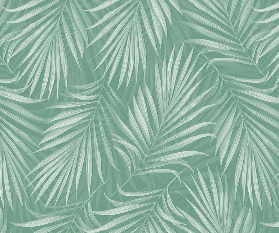 Areca