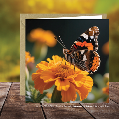 Buglife Red Admiral Butterfly Photographic Greeting Card