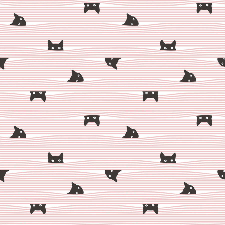Gato