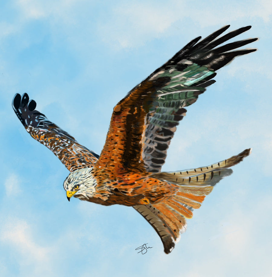 Sammy's Red Kite Fine Art Print