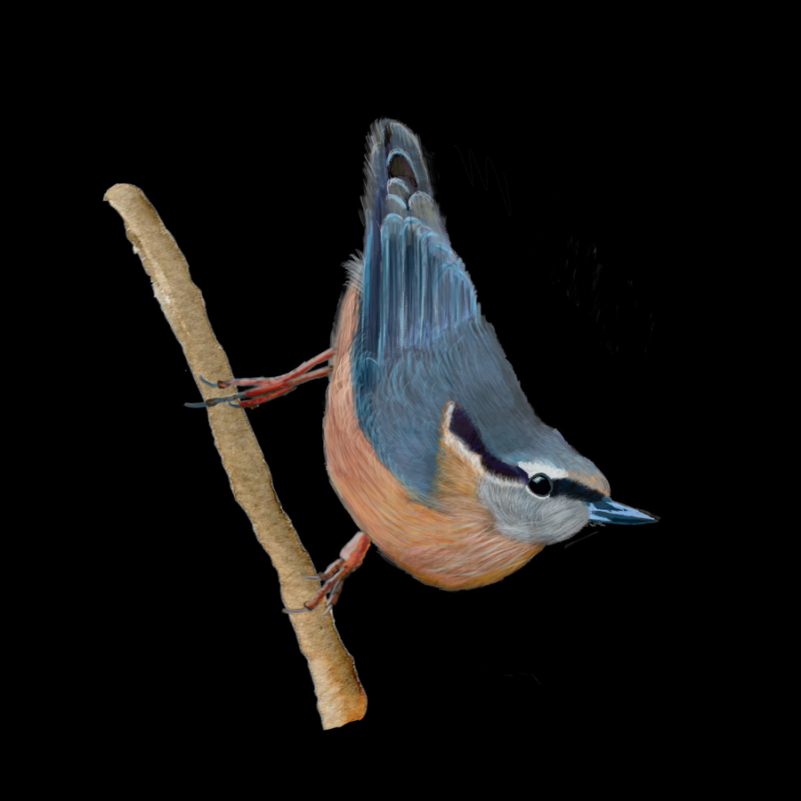 Nuthatch Fine Art Print