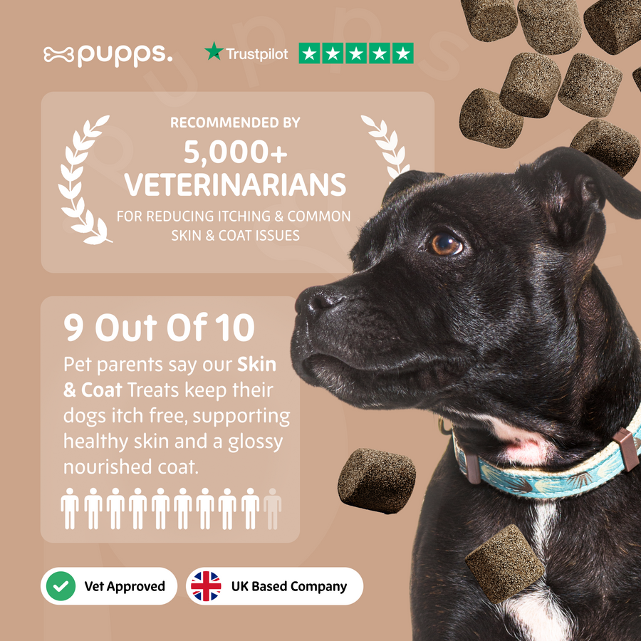 Skin & Coat Treats