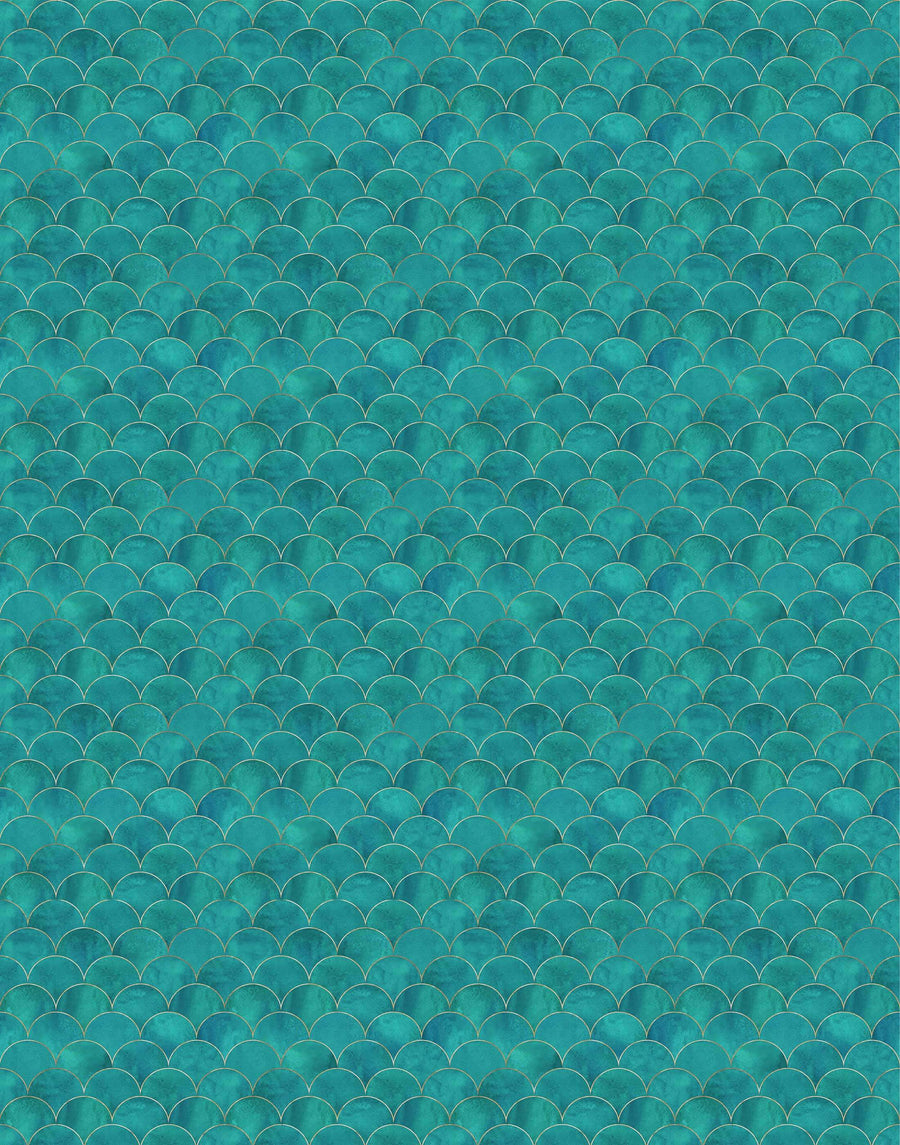 Scallop