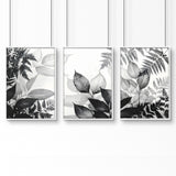 Art In Frames | Set of 3 Botanical Wall art Prints