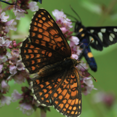 Butterfly Wildflower Plant Collection Plug Plants